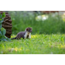 Marder Löcher im Garten: So erkennen und vertreiben Sie die Tiere tierfreundlich
